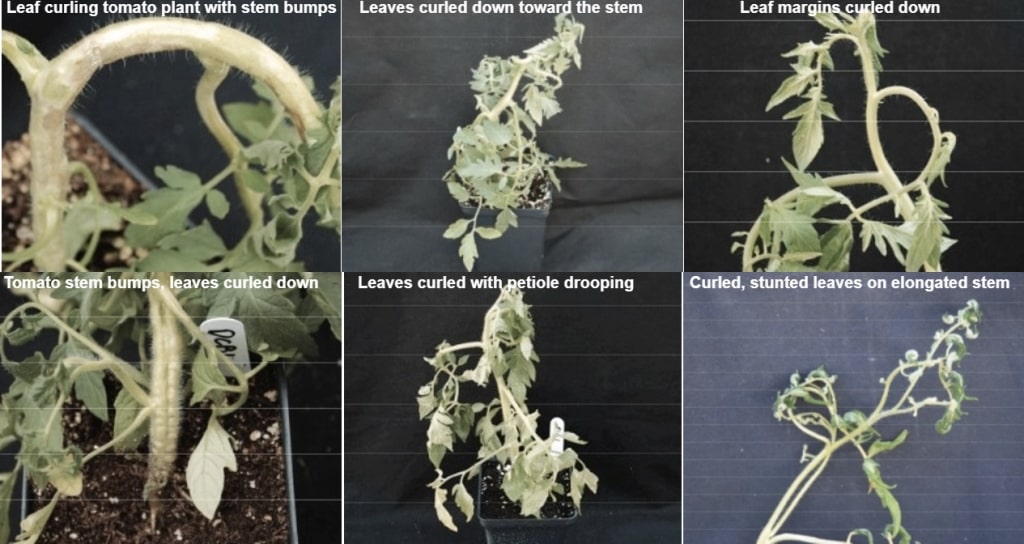 Hebicide injuries in tomatoes