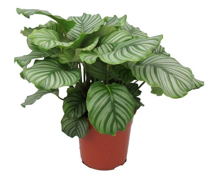 Calathea Orbifolia Care Tips & Guide Info