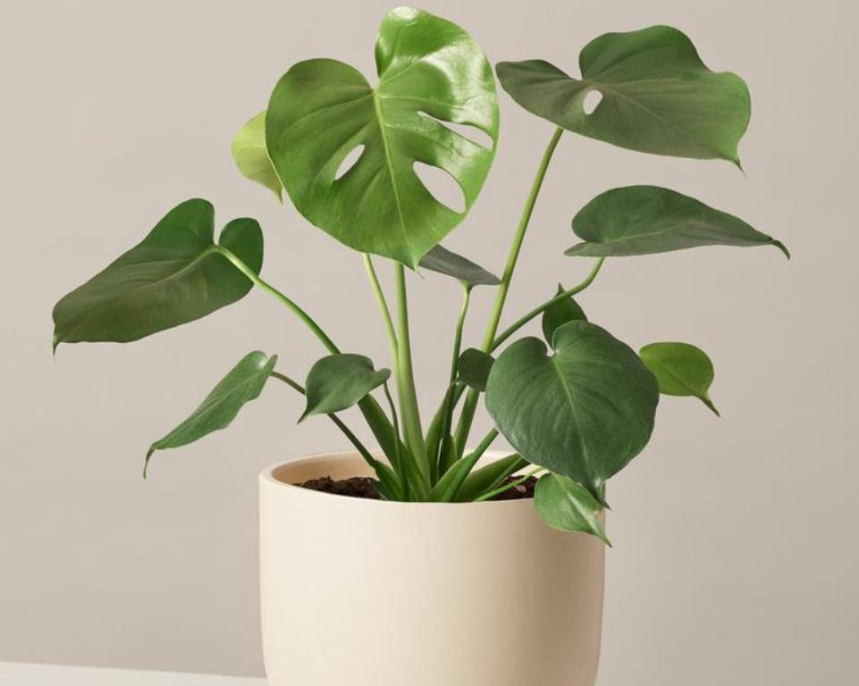 Monstera Leaves Curling: Causes + Fix Steps