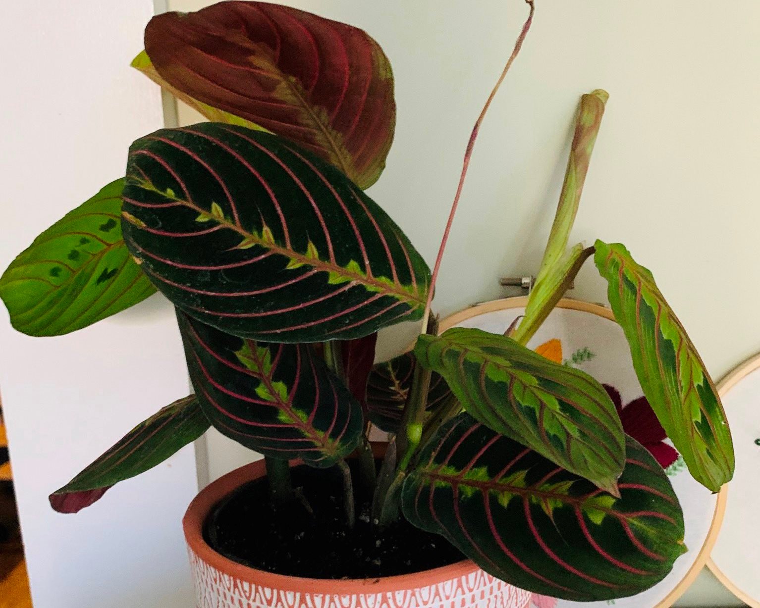 Prayer Plant Propagation Howto Guide Gardensline