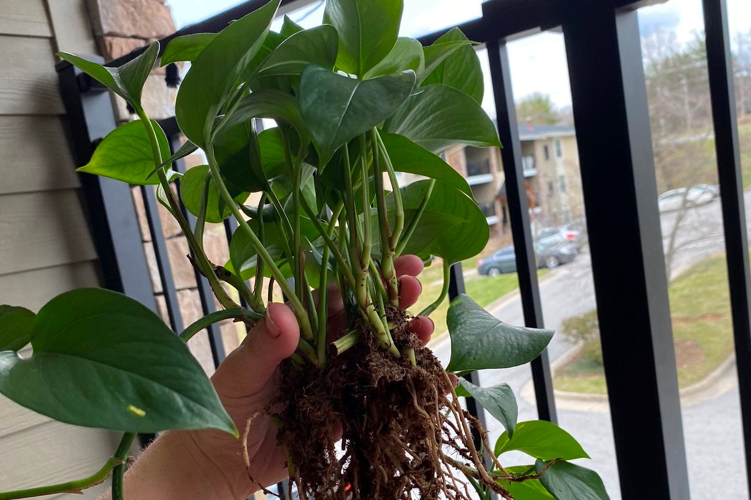 Why is my Pothos Droopy? Causes + Fixes Gardensline
