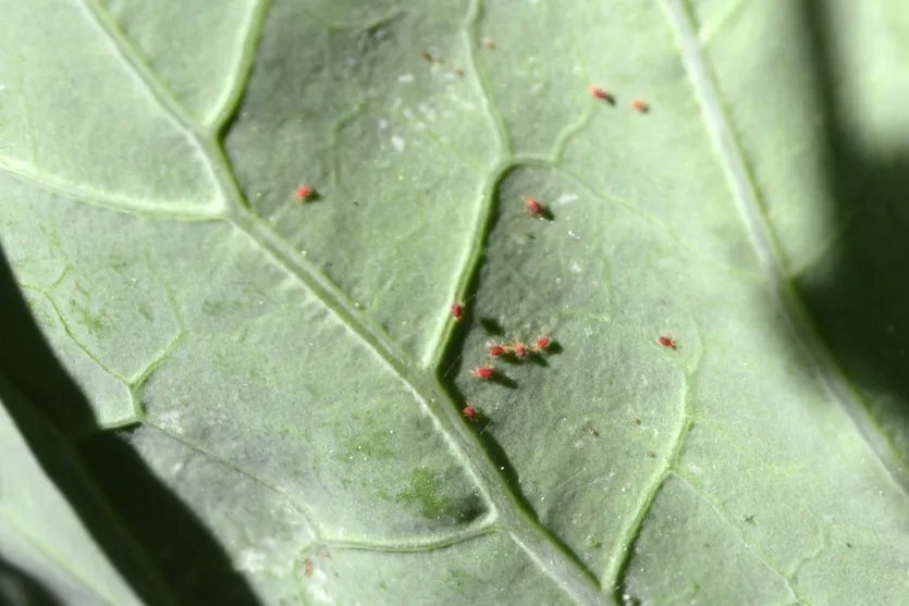 Treat Flowering Plants of Spider Mites & Control them Gardensline