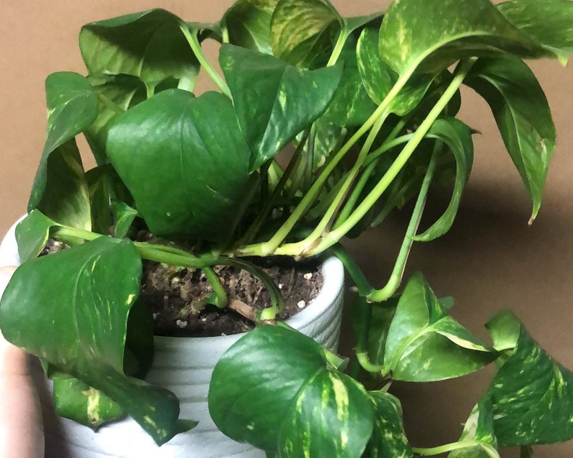 Why is my Pothos Droopy? Causes + Fixes Gardensline