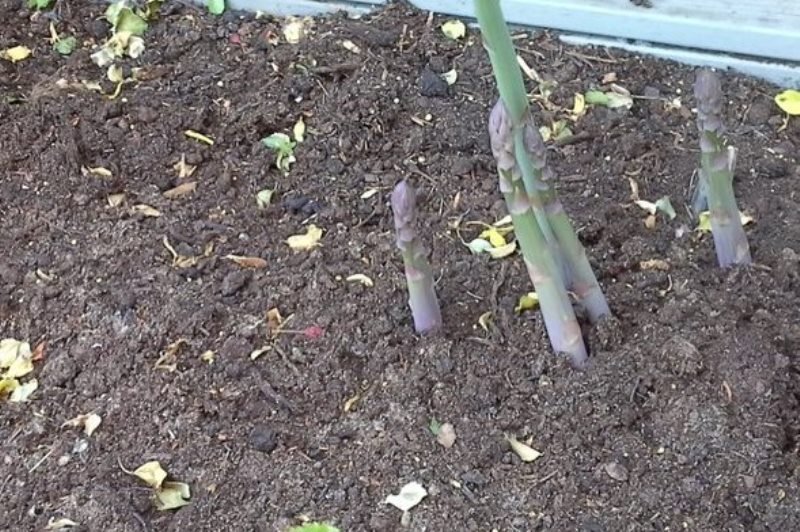 Stages of Asparagus Growth & Care (Stages + Pictures)