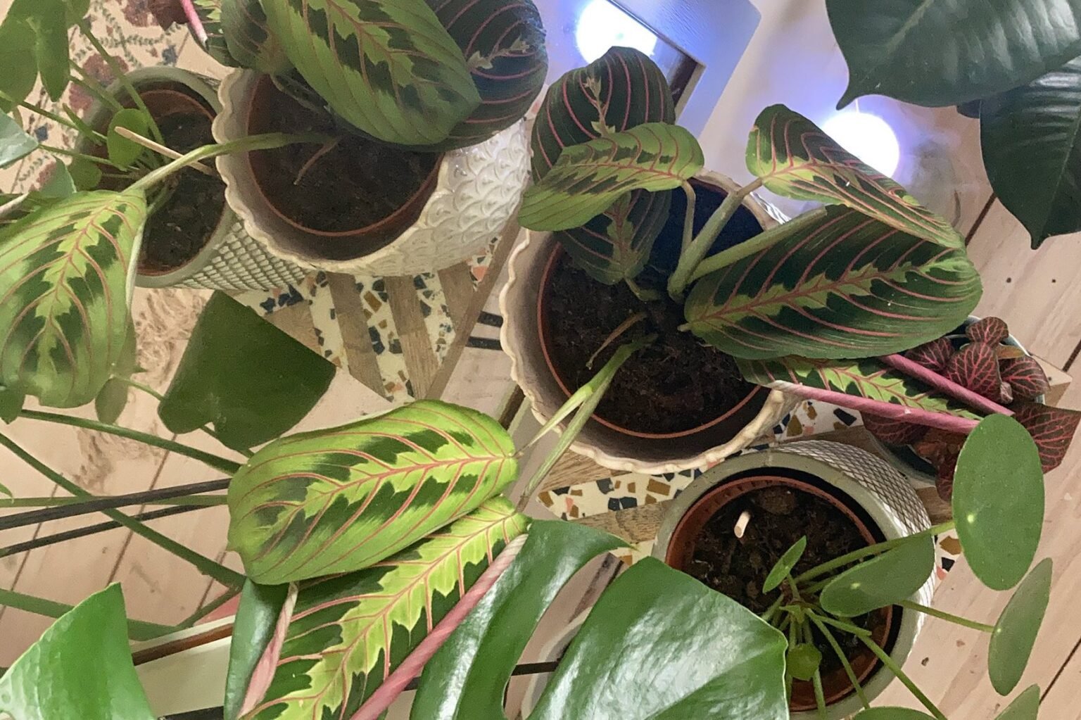 Prayer Plant Leaves Curling Reasons, What to do & Restore