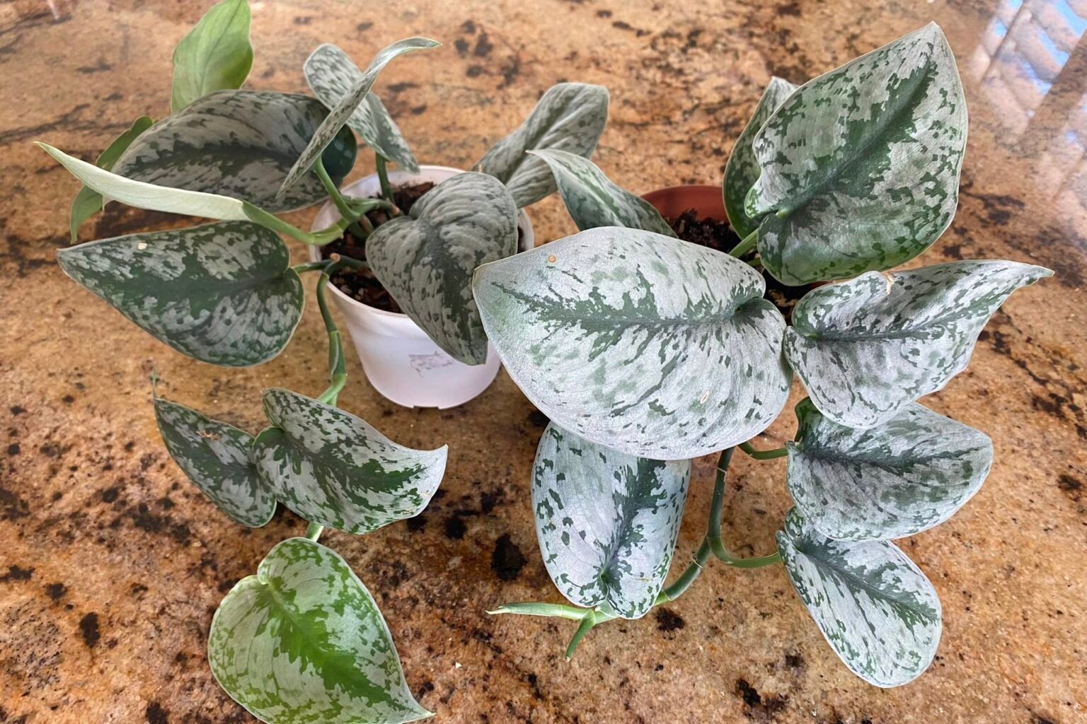 Scindapsus Scindapsus Pictus Exotica: Indoor Growth & Care