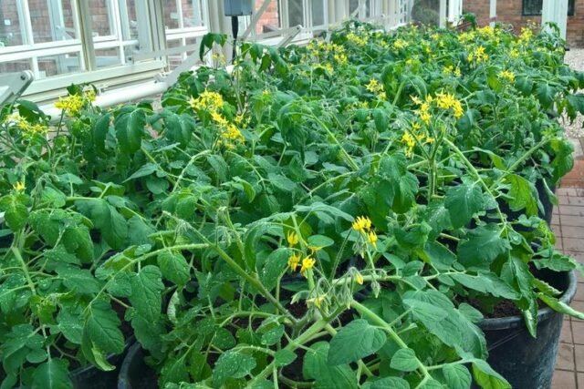 Tomato Plant Spacing Guide: Garden, Containers, Raised Bed or Open ...