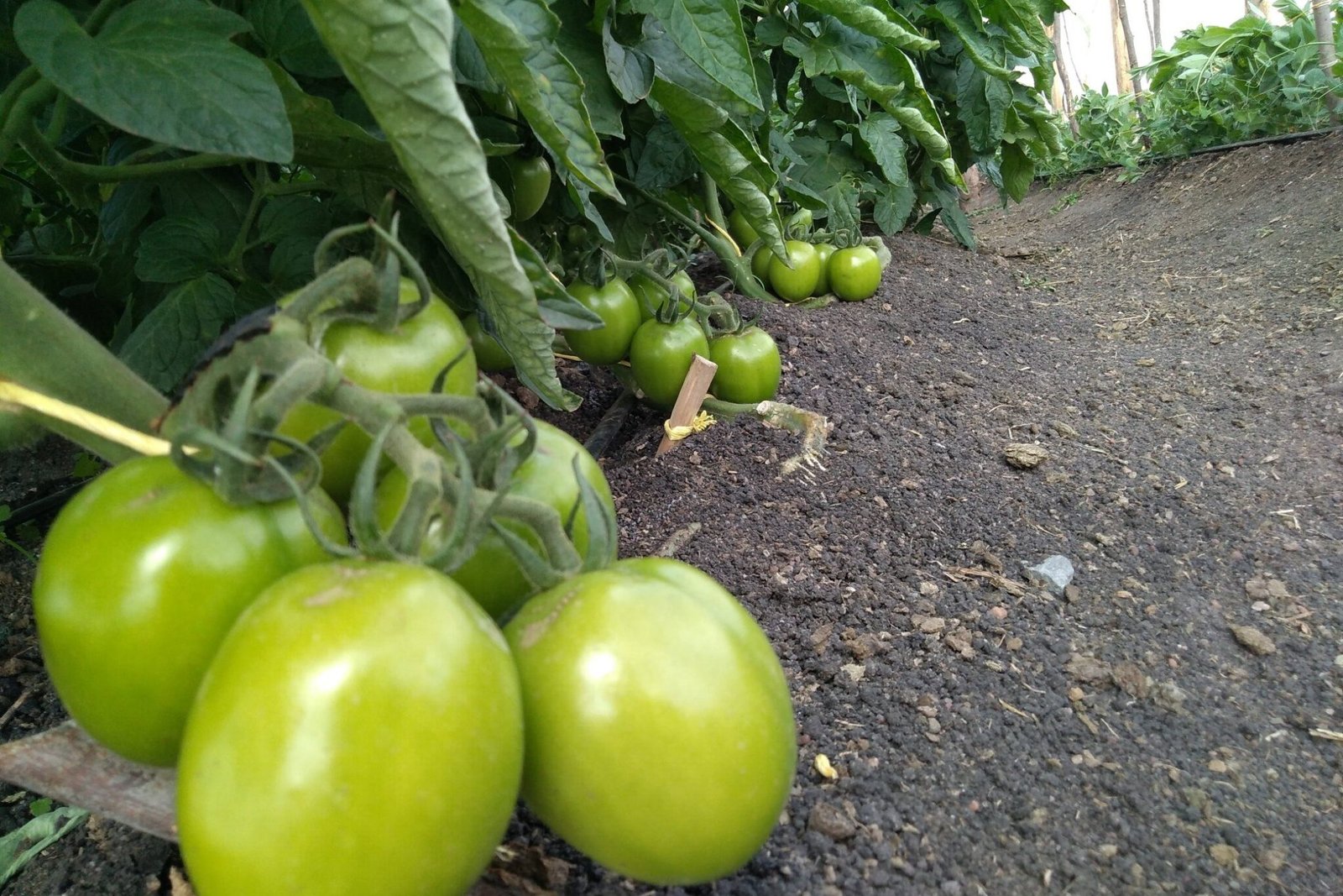 Tomato Plant Spacing Guide Garden, Containers, Raised Bed or Open