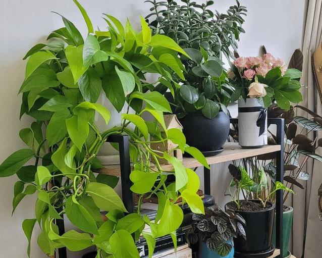 Locate your pothos in spots with sufficient light