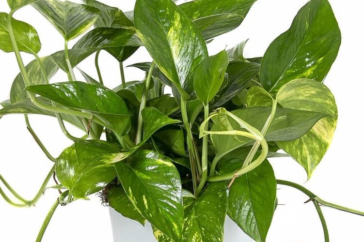 When to water your pothos during the summer